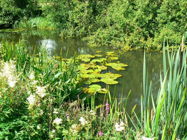 Photo 6"x4" Thames and Severn canal, near South Cerney (1) Cerney Wick c2007