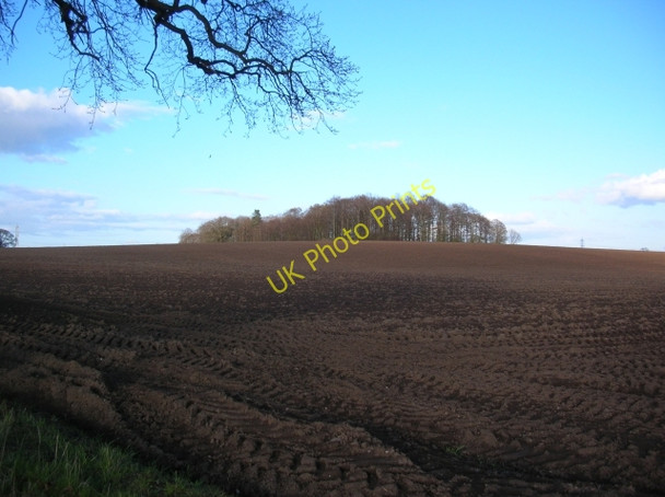 Photo 6"x4" Clump of trees Bossall c2008