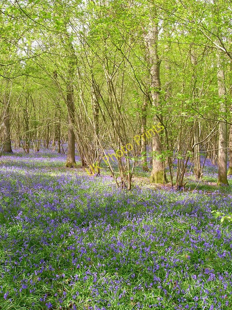 Photo 6"x4" Sole Copse Newpound Common c2008