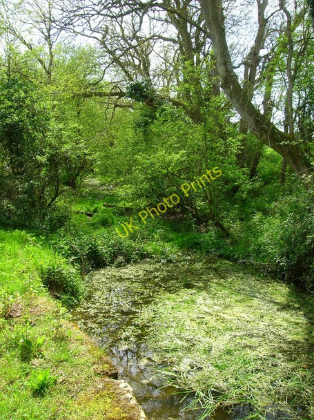 Photo 6"x4" Wey and Arun Junction Canal Newpound Common c2008