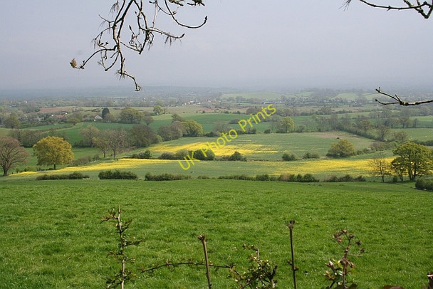 Photo 6"x4" Oil Seed Rape Emerging, Fairoaks Farm Hollybush\/SO7636 c2008