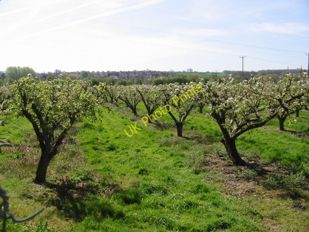 Photo 6"x4" A view across the orchards towards Thanington Canterbury\/TR1457 c2008