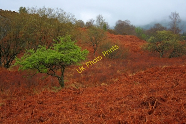 Photo 6"x4" Hawthorn, Black Beck Seatle c2008
