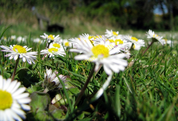Photo 6"x4" Daisy near Scrabo [3] Newtownards c2008