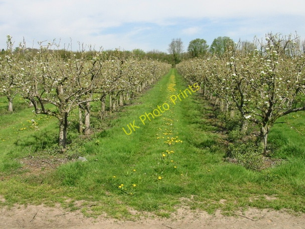 Photo 6"x4" Dandelions and trees Canterbury\/TR1457 c2008