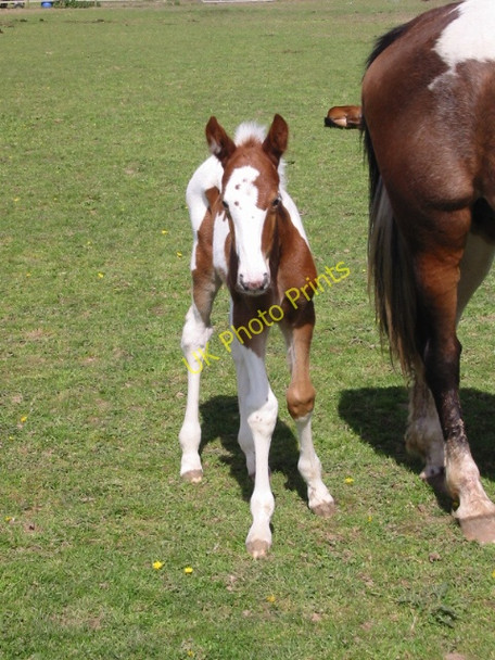 Photo 6"x4" Foal in paddock Canterbury\/TR1457 c2008