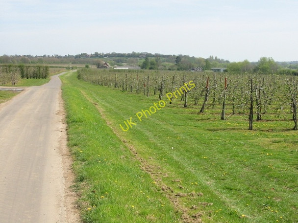 Photo 6"x4" View along farm road towards Tonford Manor Farm Chartham Hatch c2008