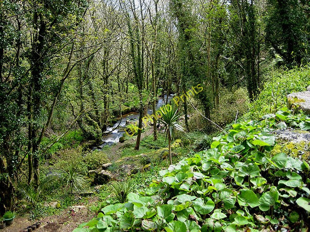 Photo 6"x4" Stream running down Lamorna Valley Lamorna c2008