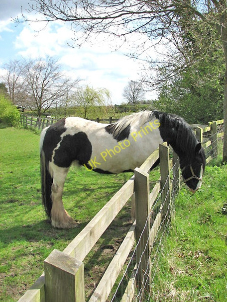 Photo 6"x4" The grass is always greener Bessingham c2008