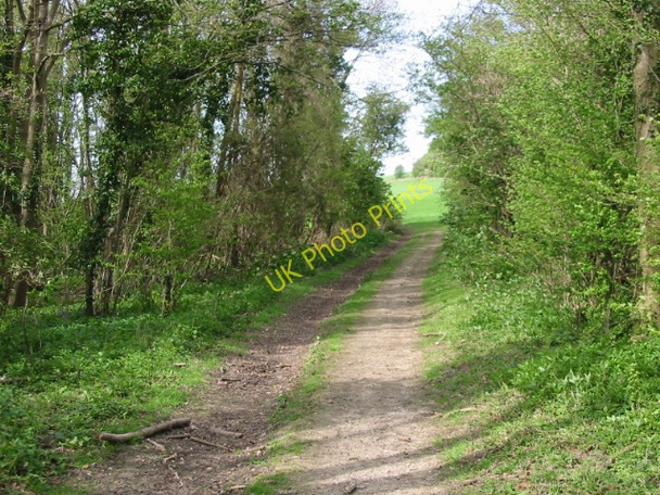 Photo 6"x4" Footpath through the trees on Chilham Downs Bagham c2008
