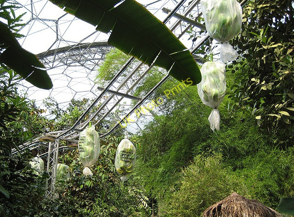 Photo 6"x4" Banana processing, Rainforest Biome, Eden Project Garker c2008