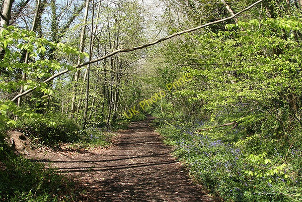 Photo 6"x4" Yealmpton: course of old railway Yealmpton c2008