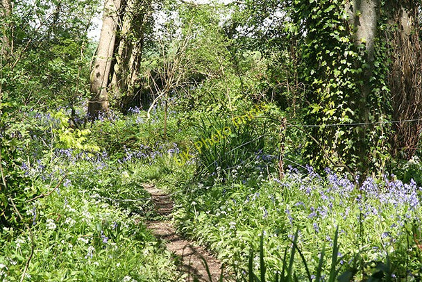 Photo 6"x4" Yealmpton: path towards Kitley Yealmpton c2008