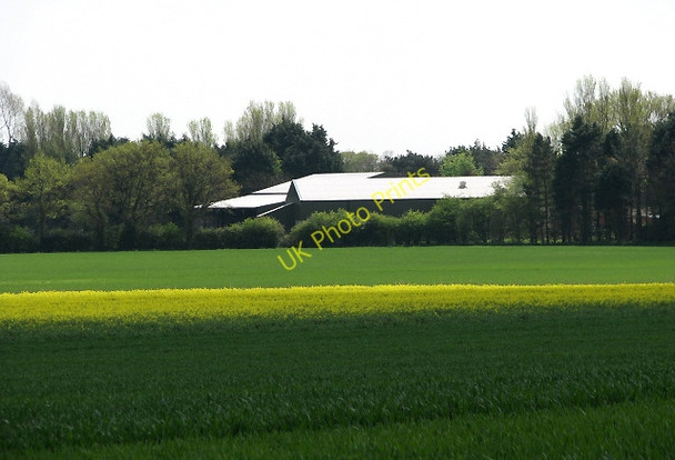 Photo 6"x4" A strip of yellow in the green East Ruston c2008