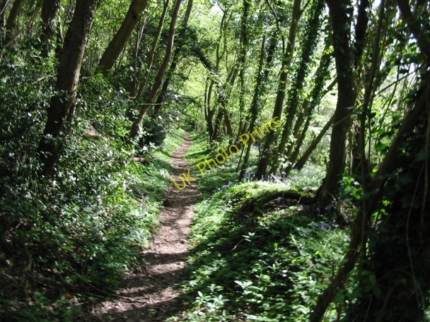 Photo 6"x4" Footpath through the woods Bagham c2008