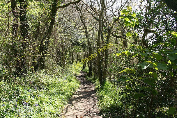 Photo 6"x4" Kingston: path to Wonwell Beach Kingston\/SX6347 c2008