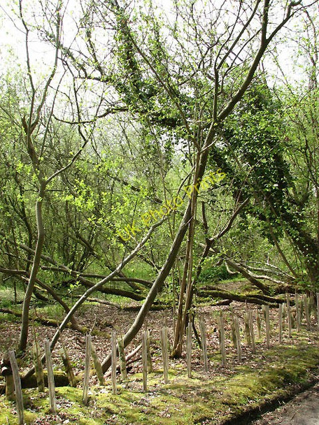 Photo 6"x4" Old Mill Plantation Craymere Beck c2008