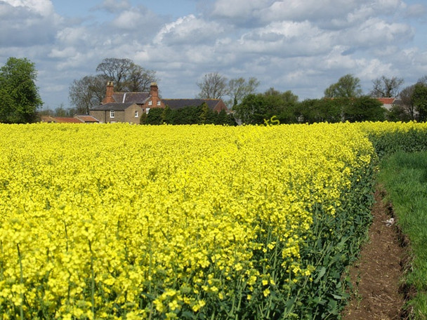 Photo 6"x4" Rapeseed field near Routh Routh c2008