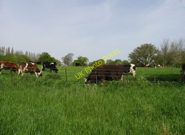 Photo 6"x4" Cattle grazing at Hole Park Beacon Hill\/TQ8232 c2008