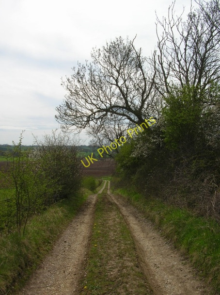 Photo 6"x4" Track to Barton Le Willows Crambe c2008
