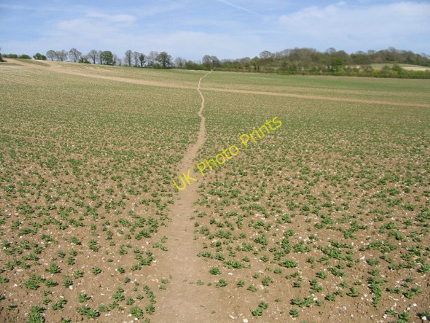 Photo 6"x4" Footpath through a bean field Crundale\/TR0749 c2008