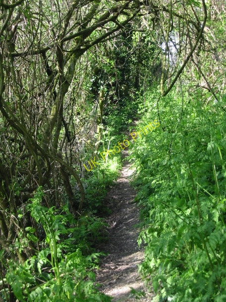 Photo 6"x4" Footpath, looking N, part of the Stour Valley Walk Crundale\/TR0749 c2008