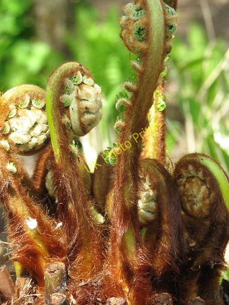 Photo 6"x4" Tree fern (Dicksonia antarctica) Sheringham c2008