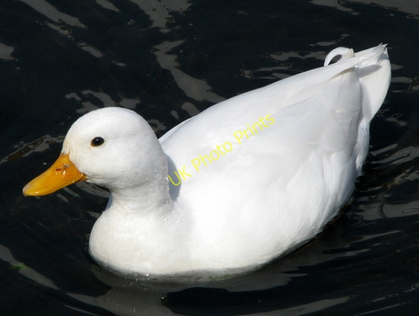 Photo 6"x4" White Mallard, Ward Park, Bangor [2] Bangor\/J5081 c2008