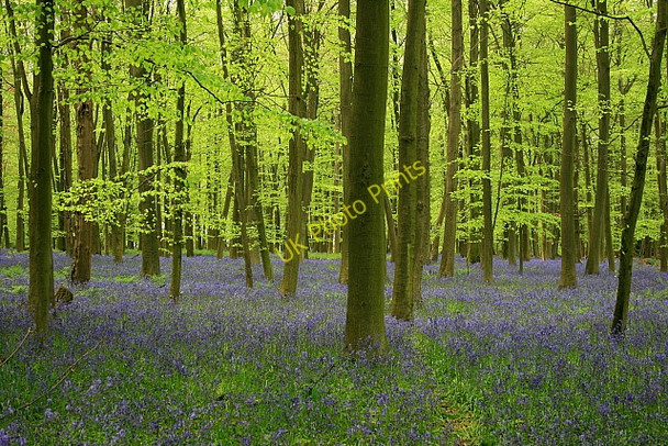 Photo 6"x4" Bluebells and beech leaves, Brick Kiln Copse Tunworth c2008