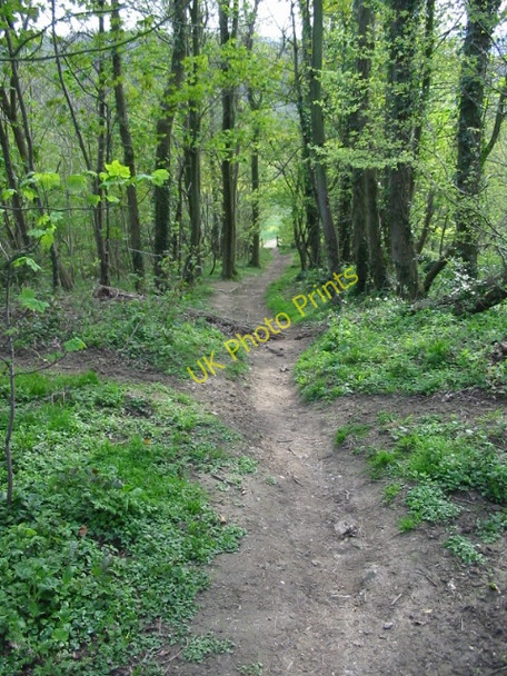 Photo 6"x4" Footpath through Beech Wood Hassell Street c2008