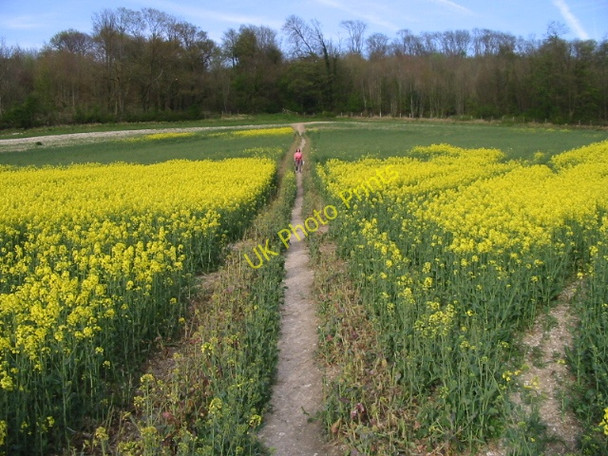 Photo 6"x4" Footpath to Beech Wood and Crundale Hassell Street c2008