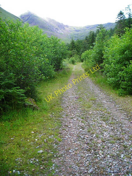 Photo 6"x4" Forest Track in Glen Nevis Allt a' Choire Dheirg c2007