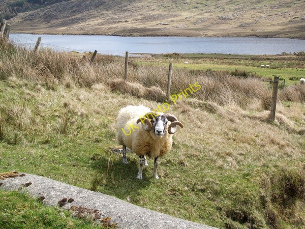 Photo 6"x4" Sheep pasture at the lower end of Tawnyard Lough Drummin\/L9371 c2008