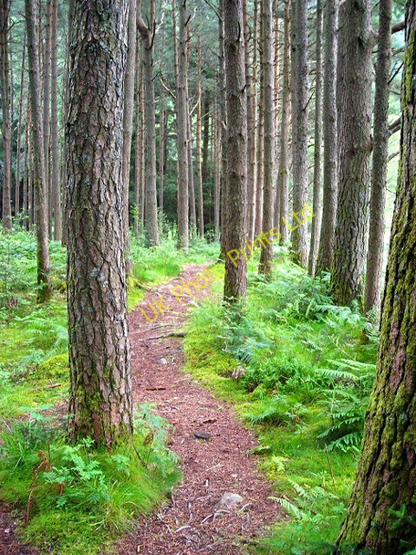 Photo 6"x4" Forest Walk Near Allt a' Choire Dheirg Achriabhach c2007