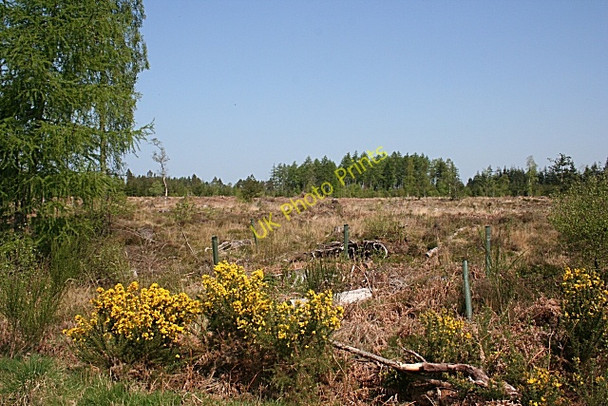 Photo 6"x4" Darnaway Forest Conicavel c2008
