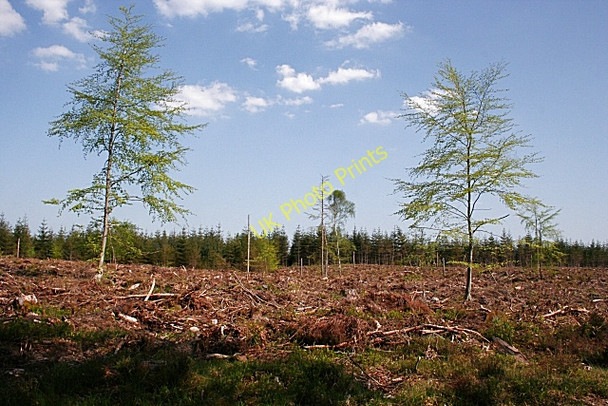Photo 6"x4" Darnaway Forest Conicavel c2008 P1