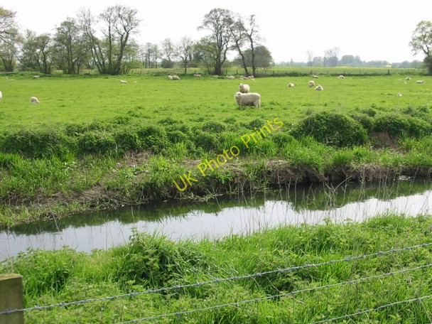 Photo 6"x4" Sheep on the southern side of the Great Stour Naccolt c2008