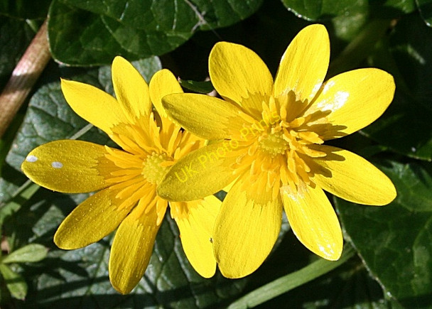 Photo 6"x4" Lesser Celandine (Ranunculus ficaria) Whitehills\/NJ6565 c2008
