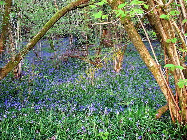 Photo 6"x4" Bluebells in Emborough Grove Binegar c2008