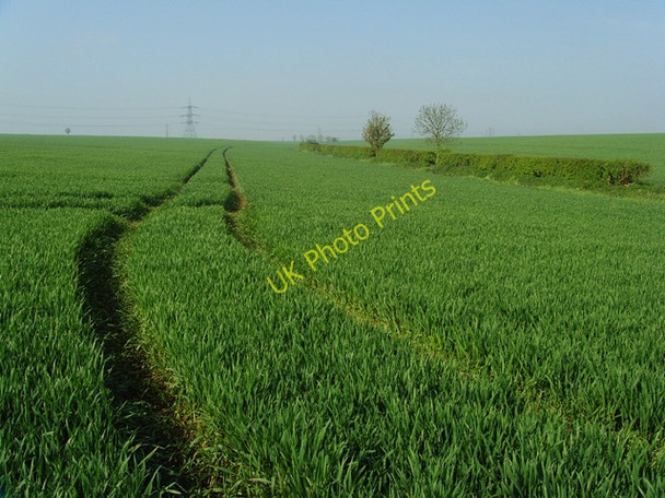 Photo 6"x4" Wheat near Newbald Lodge Sancton c2008