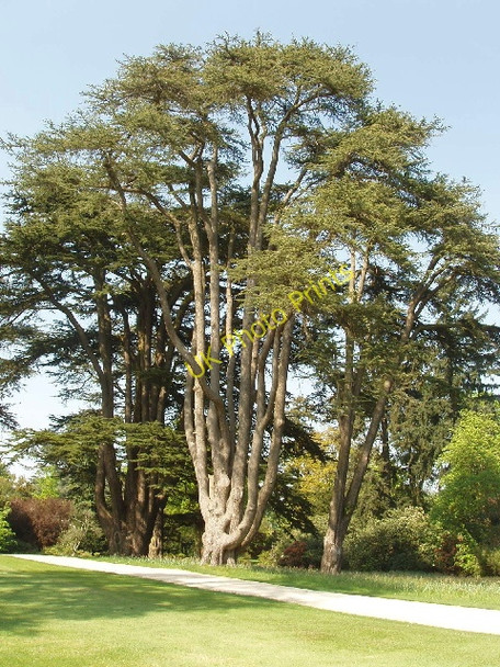Photo 6"x4" Cedar of Lebanon at Blenheim Woodstock\/SP4416 c2008