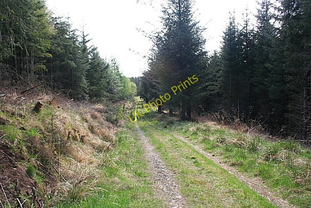 Photo 6"x4" Kinnoir Wood Huntly c2008