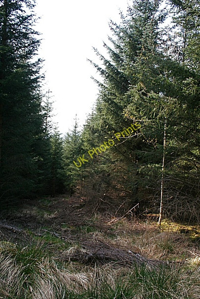 Photo 6"x4" Kinnoir Wood Huntly c2008 P1