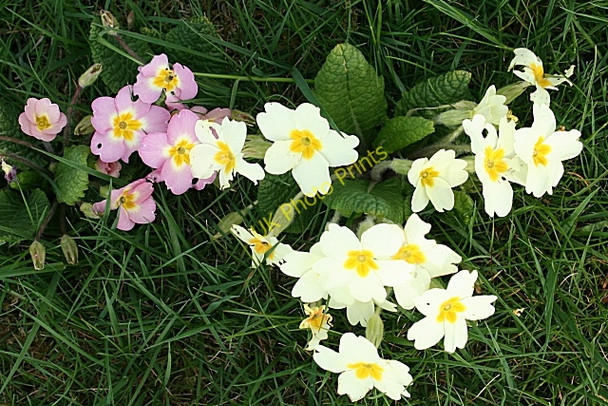 Photo 6"x4" Primrose (Primula vulgaris) Huntly c2008