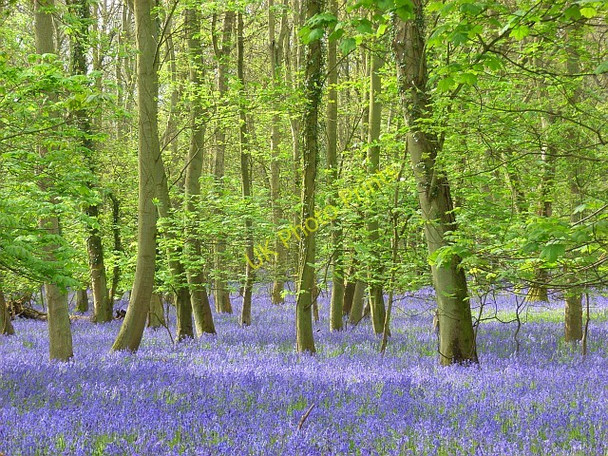 Photo 6"x4" High Wood, Harpsden Harpsden Bottom c2008