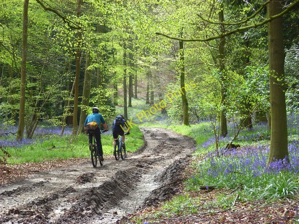 Photo 6"x4" Bridleway in Longhill Hanging Wood Northend\/SU7392 c2008