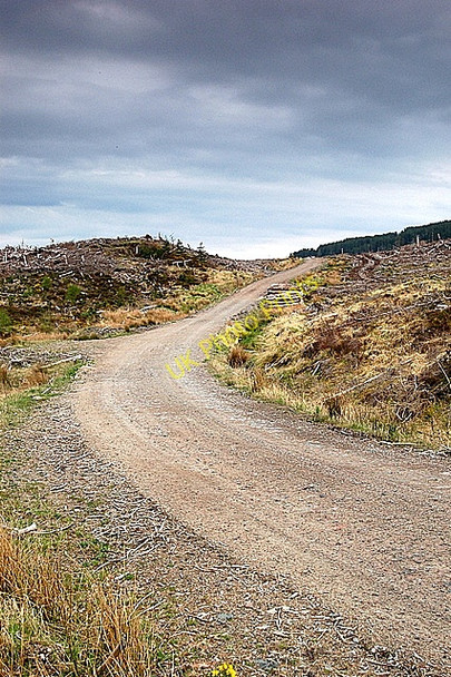 Photo 6"x4" Forest Road Leac Ladaidh c2008