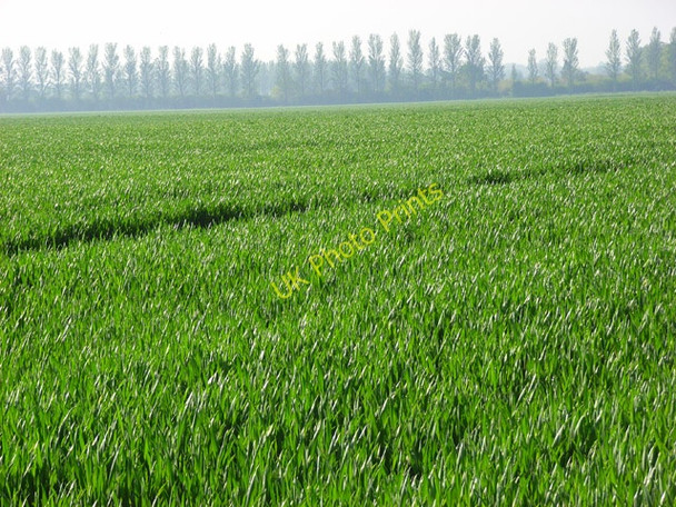 Photo 6"x4" Wheat, Ruscombe Hare Hatch c2008
