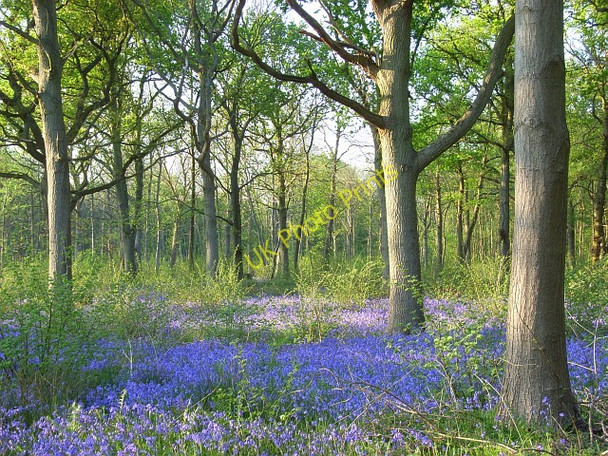 Photo 6"x4" Surrells Wood Hungerford\/SU8274 c2008