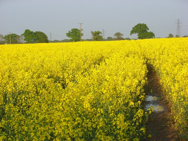 Photo 6"x4" Farmland, Shurlock Row Hungerford\/SU8274 c2008